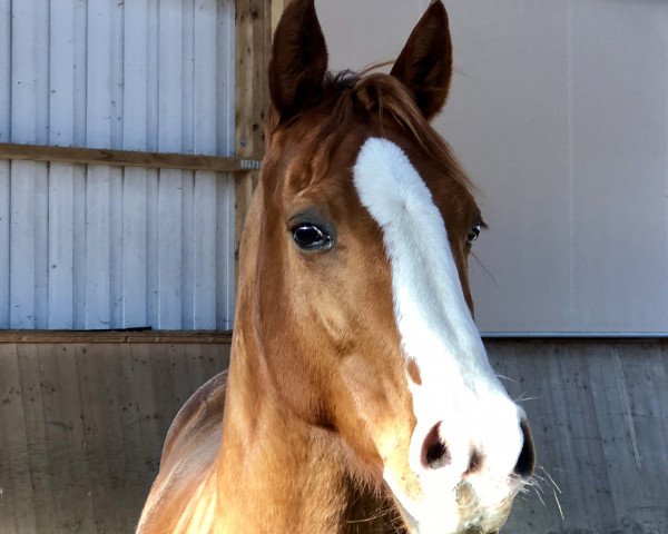 Pferd Whiz N Tag Peppy (Quarter Horse, 2010, von Whiz N Tag Chex)