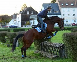 dressage horse Fürstenkult (Trakehner, 2012, from Kaiserkult TSF)