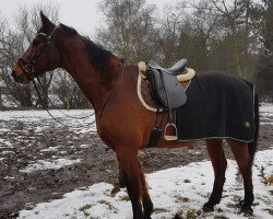 horse Boston´s Aspirant (Danish Warmblood, 2001, from Boston Pops)