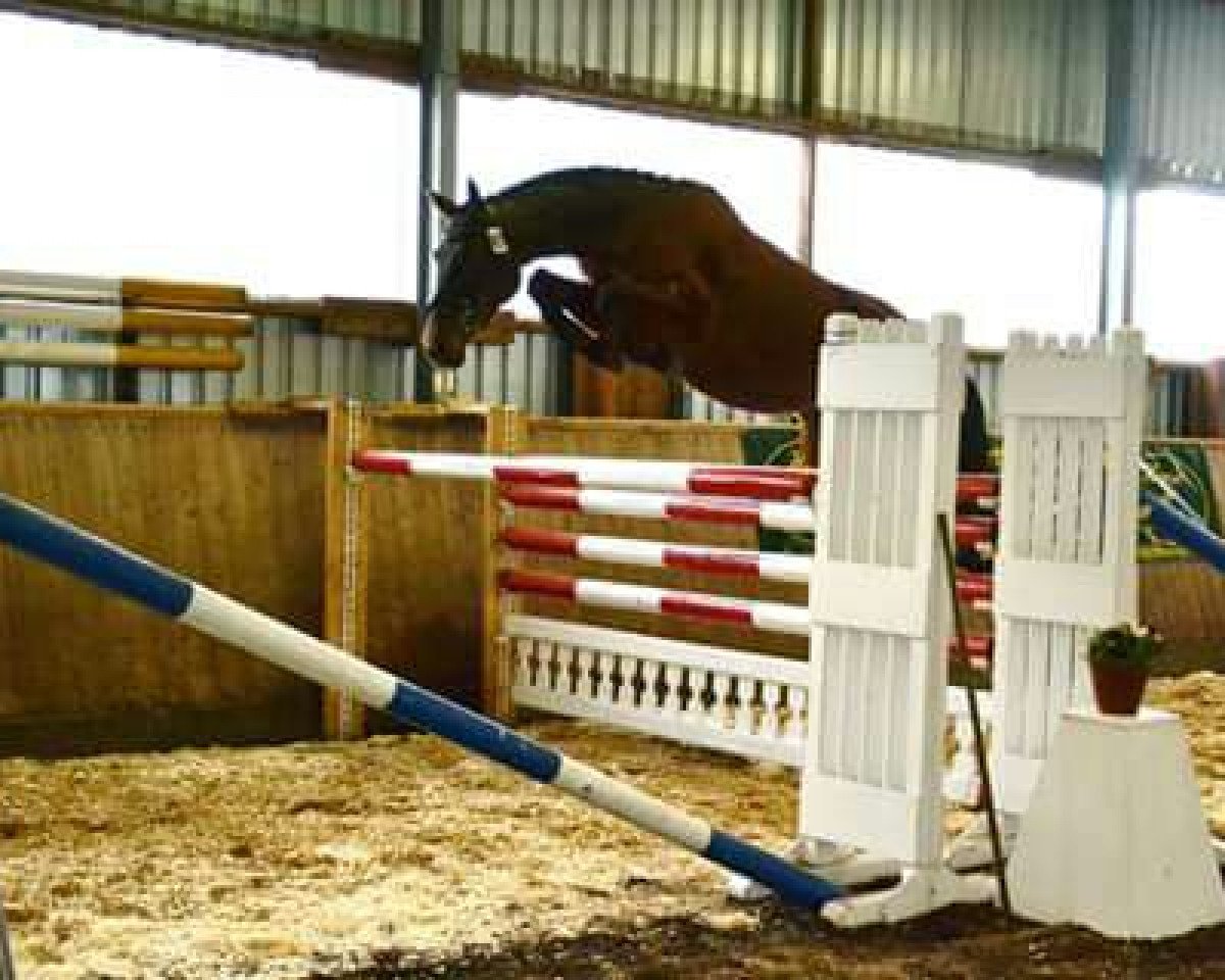 jumper Sweet Little Diamond (Hanoverian, 2007, from Stakkato)