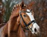 Springpferd Rob Roy van Het Klavertje (Belgium Sporthorse, 2013, von Paul SG)