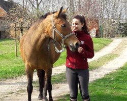 broodmare Aniko (German Riding Pony, 1995, from Assam)