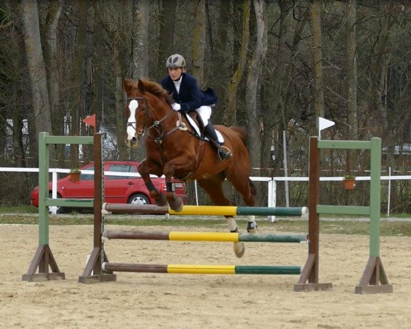 Pferd Ravelino (Österreichisches Warmblut, 2002, von Ravel)