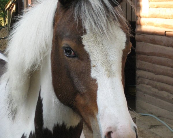 Pferd Surprise Blue E (Pinto/Kleines Reitpferd, 2008, von Brooklyn)