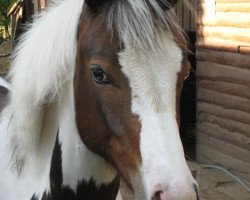 horse Surprise Blue E (Pinto/Kleines Reitpferd, 2008, from Brooklyn)