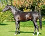 stallion Bretton Woods (KWPN (Royal Dutch Sporthorse), 2006, from Glock's Johnson Tn)