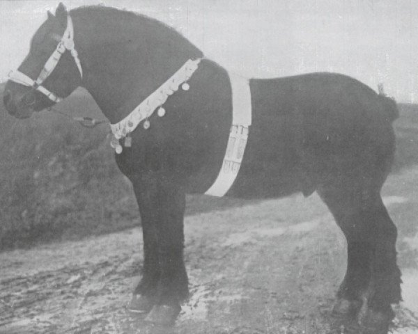 Deckhengst Moustic de Grandglise (Brabanter/Belgisches Kaltblut, 1907, von Indigène du Fosteau)