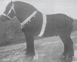 stallion Moustic de Grandglise (Brabant/Belgian draft horse, 1907, from Indigène du Fosteau)