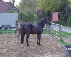 Zuchtstute Nixe (Deutsches Reitpony, 2006, von Bayus)