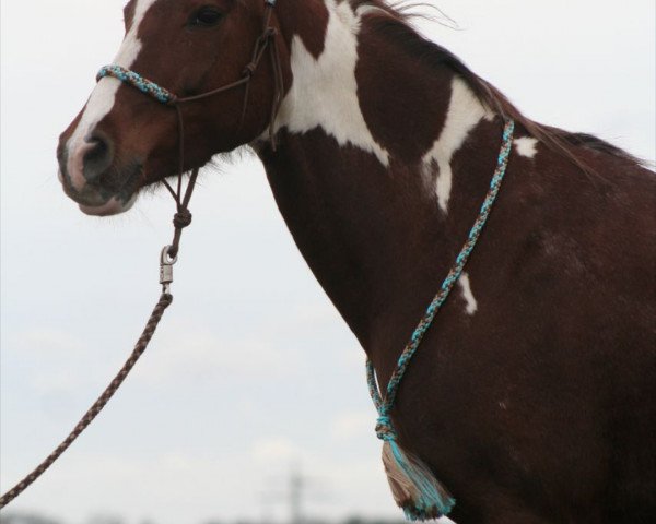 dressage horse Kyra W (Pinto / Small Riding Horse, 2008)