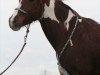 dressage horse Kyra W (Pinto / Small Riding Horse, 2008)