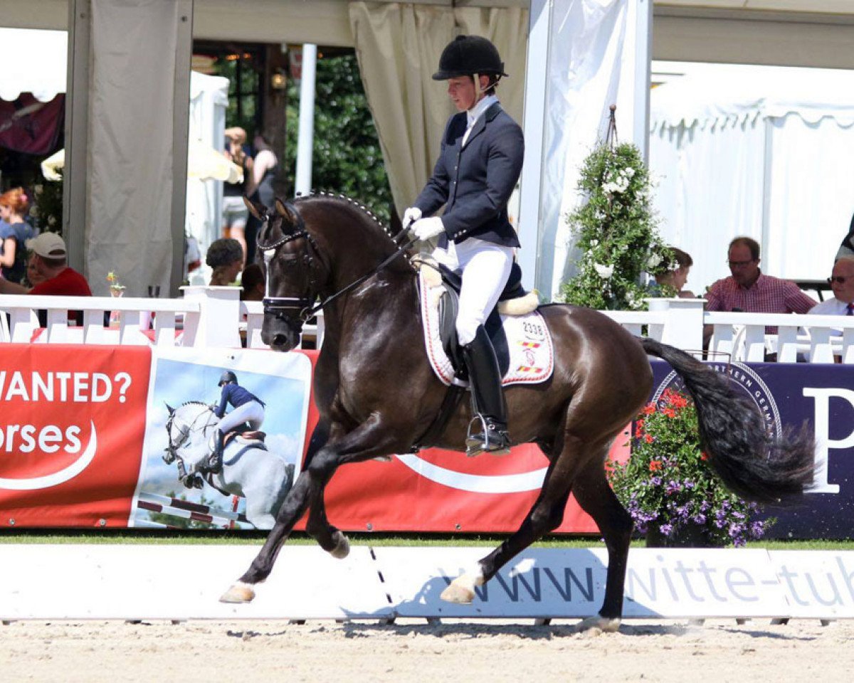 Deckhengst Kastanienhof Donnertrommler (Deutsches Reitpony, 2013, von Dornik B)
