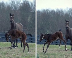 horse Stute von Curlin xx (Thoroughbred, 2018, from Curlin xx)