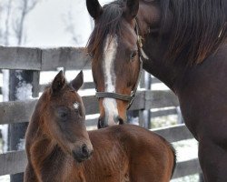 horse Stute von Palace Malice xx (Thoroughbred, 2018, from Palace Malice xx)