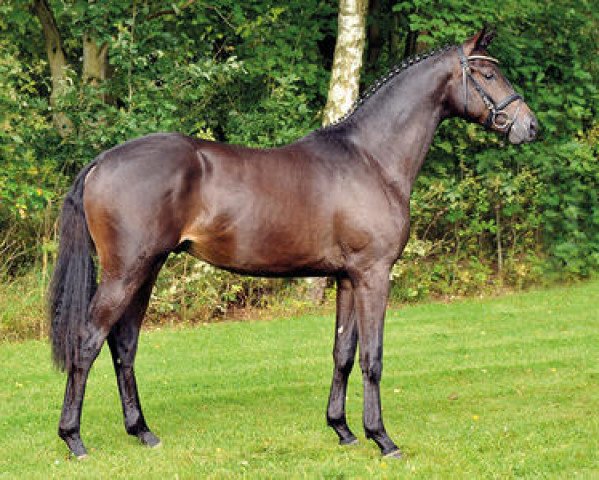 stallion Honoré du Soir (Trakehner, 2012, from Easy Game)