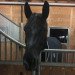 dressage horse Rondouia (Hanoverian, 2012, from Rotspon)