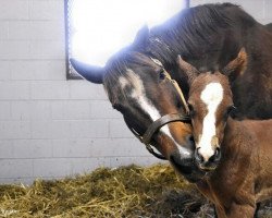 Pferd Stute von Will Take Charge xx (Englisches Vollblut, 2018, von Will Take Charge xx)