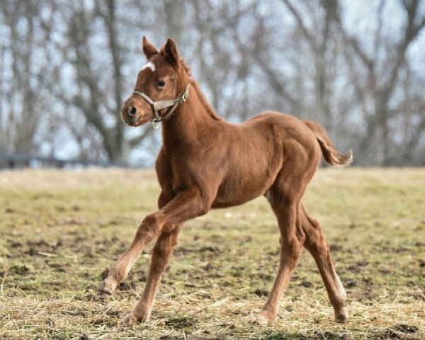 Pferd Stute von California Chrome xx (Englisches Vollblut, 2018, von California Chrome xx)