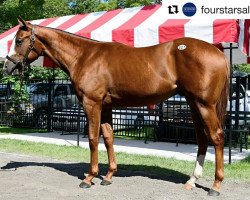 Pferd Hengst von Will Take Charge xx (Englisches Vollblut, 2016, von Will Take Charge xx)