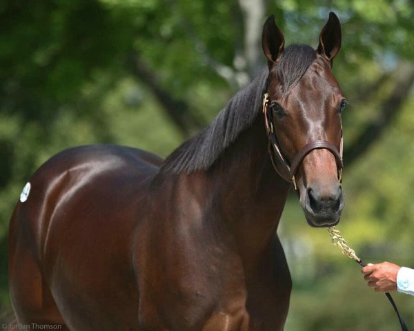 horse Excuses Begone xx (Thoroughbred, 2016, from Medaglia d'Oro xx)