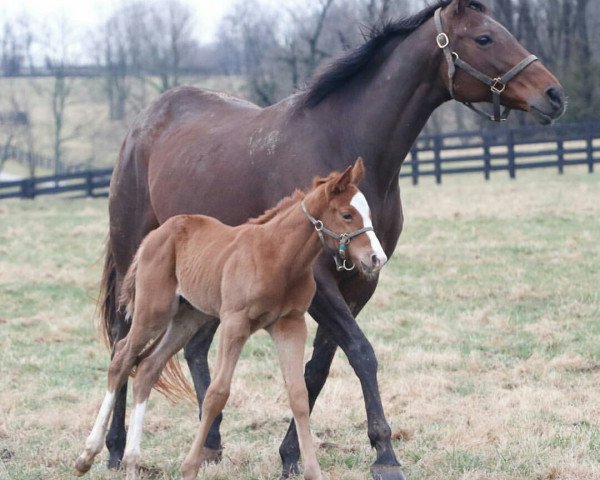 horse Hengst von Union Rags xx (Thoroughbred, 2018, from Union Rags xx)