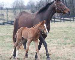 Pferd Hengst von Union Rags xx (Englisches Vollblut, 2018, von Union Rags xx)