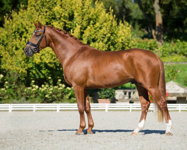 stallion Feuertanz (Hanoverian, 2013, from Foundation 2)