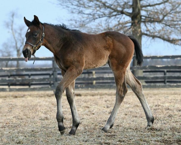 horse Hengst von Outwork xx (Thoroughbred, 2018, from Outwork xx)