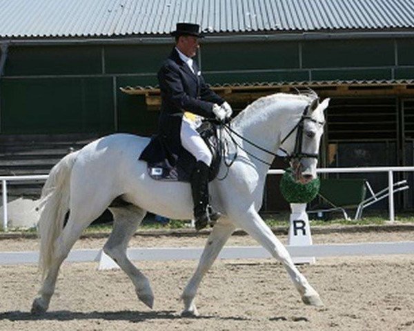 Pferd Pluto (Lipizzaner, 2009)