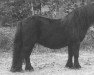 Zuchtstute Chadett van de Gathe (Shetland Pony, 1988, von Nick v.d. Ruif)