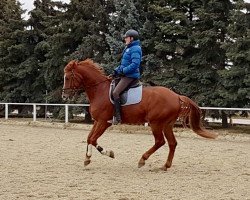 horse El Candio (Holsteiner, 2011)