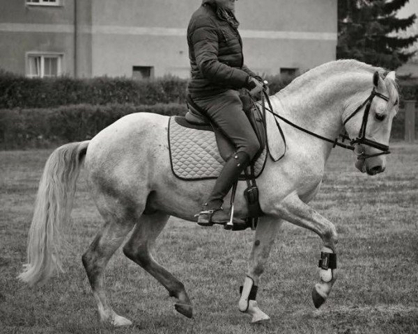 Pferd Siglavy Gratioso (S. XIV-2 SK) (Lipizzaner, 2010, von 3735 Siglavy XIV Palma)