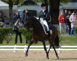 broodmare Aida Luna OLD (Oldenburg, 2006, from Rousseau)