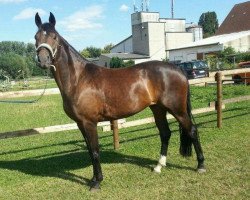 horse Skyline (Westfale, 2008, from Sir Alfred)