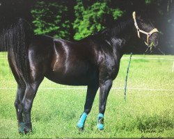 dressage horse Dubai 23 (Hannoveraner, 1998, from Dark Dream)