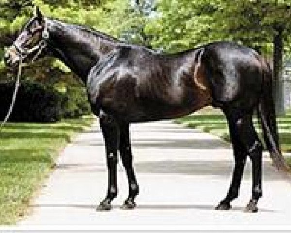 stallion Vindication xx (Thoroughbred, 2000, from Seattle Slew xx)