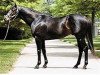 stallion Vindication xx (Thoroughbred, 2000, from Seattle Slew xx)