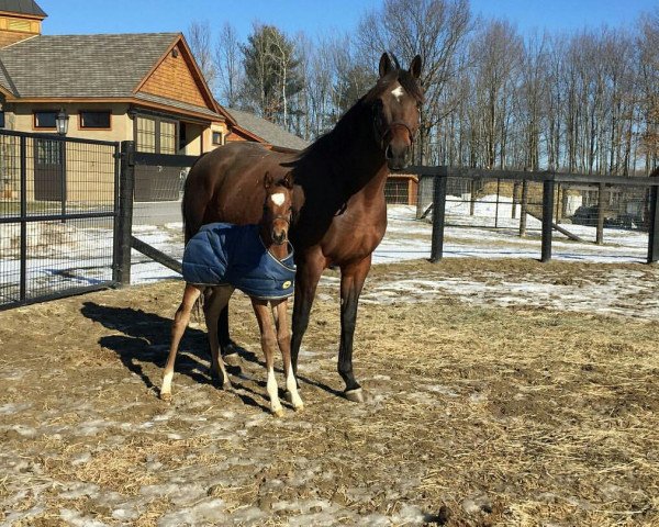 broodmare Lady June Burg xx (Thoroughbred, 2009, from Elusive Quality xx)