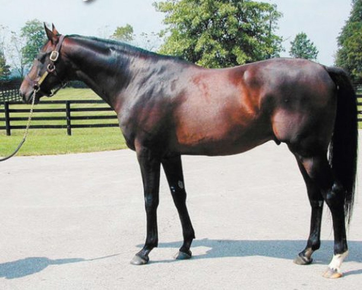 stallion Royal Anthem xx (Thoroughbred, 1995, from Theatrical xx)