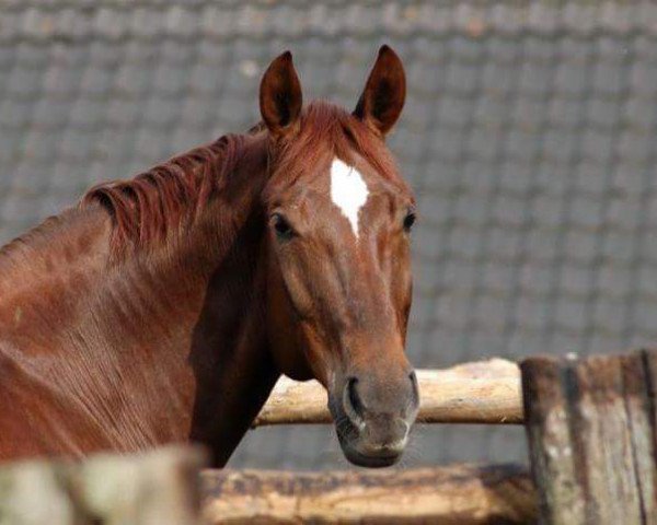 broodmare Worlds Affair (Westphalian, 1998, from World Magic)