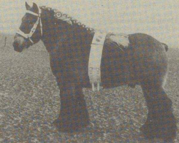 stallion Alex van den Beerschekamp (Dutch Heavy Draft, 1980, from Guido van Brandevoort)