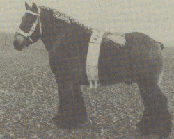 stallion Alex van den Beerschekamp (Dutch Heavy Draft, 1980, from Guido van Brandevoort)