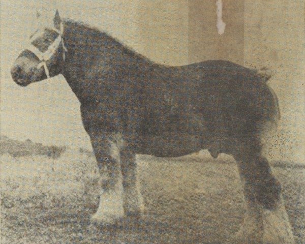 horse Edelman van Veldzicht (Dutch Heavy Draft, 1947, from Nico van Beek)