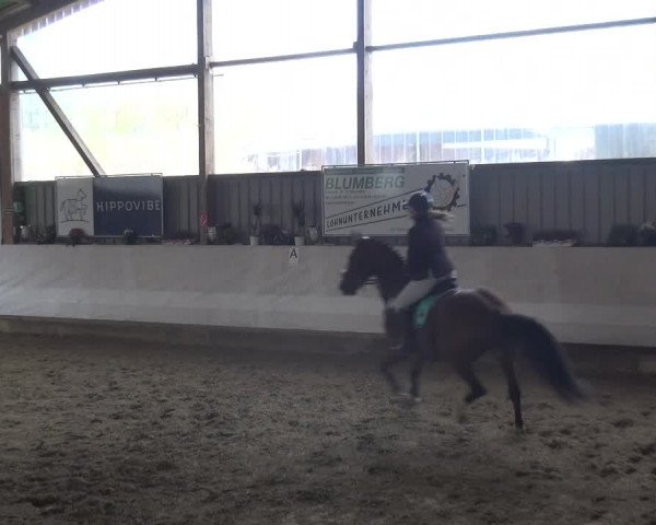 Reitturnier Lindlar-Süttenbach 2018