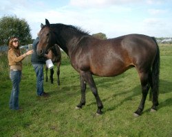 broodmare Mona IX (Holsteiner, 1997, from Concerto II)