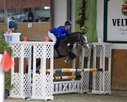 jumper Chico 963 (German Riding Pony, 2012, from Boredo)