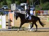 dressage horse Excalibur 125 (KWPN (Royal Dutch Sporthorse), 2009, from Sir Oldenburg)