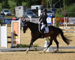 dressage horse Excalibur 125 (KWPN (Royal Dutch Sporthorse), 2009, from Sir Oldenburg)