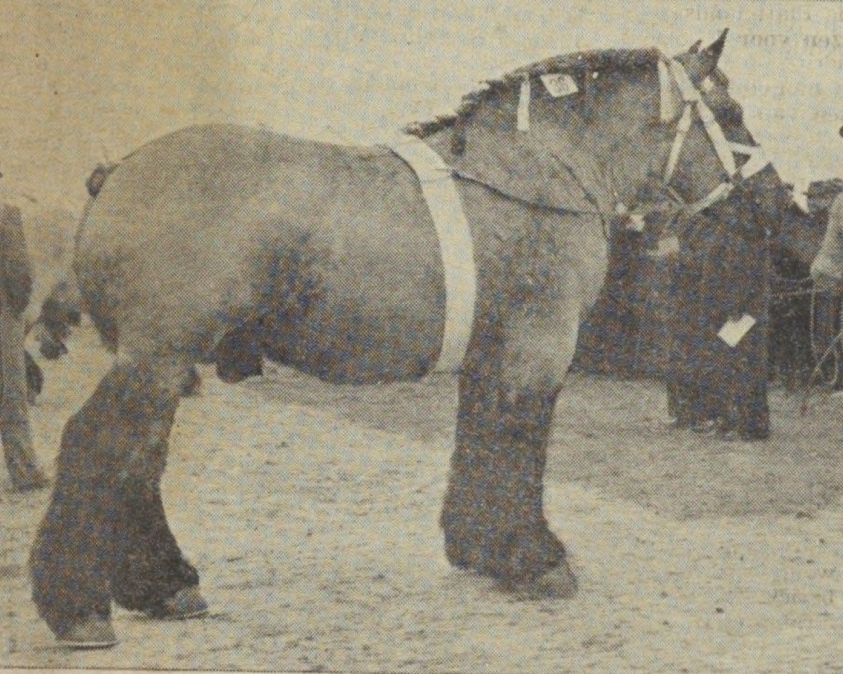 stallion Nico van 't Zwartewater (Dutch Heavy Draft, 1948, from Nico van Melo)