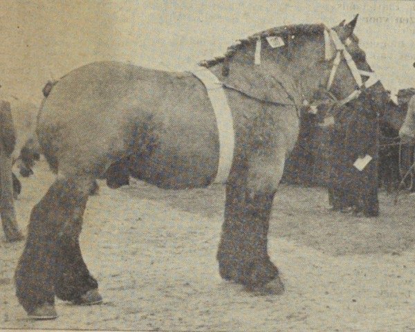 stallion Nico van 't Zwartewater (Dutch Heavy Draft, 1948, from Nico van Melo)